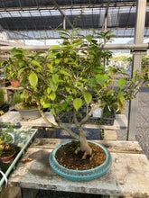 將圖片載入圖庫檢視器 預購日本🇯🇵山茶花 椿 白雪錦Camellia Sasanqua(附上影片)
