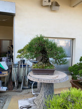 Load images into the gallery viewer Pre-order Japan🇯🇵Yamadori Black Pine (with video)
