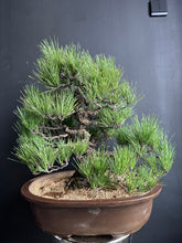 將圖片載入圖庫檢視器 預購日本🇯🇵黑松 Black Pine (附上影片)
