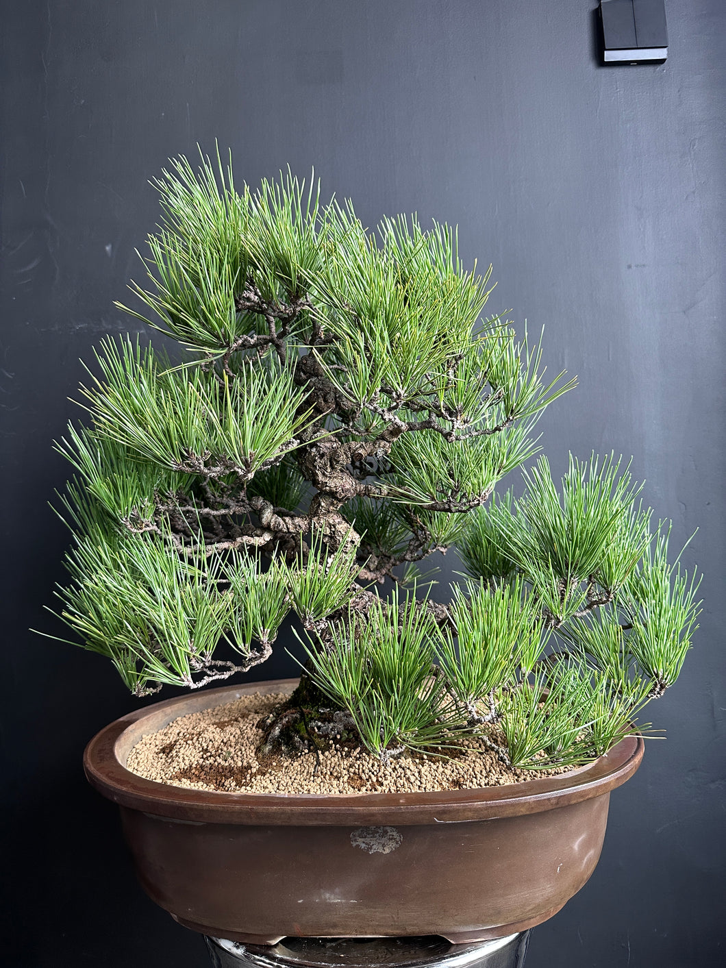 預購日本🇯🇵黑松 Black Pine (附上影片)