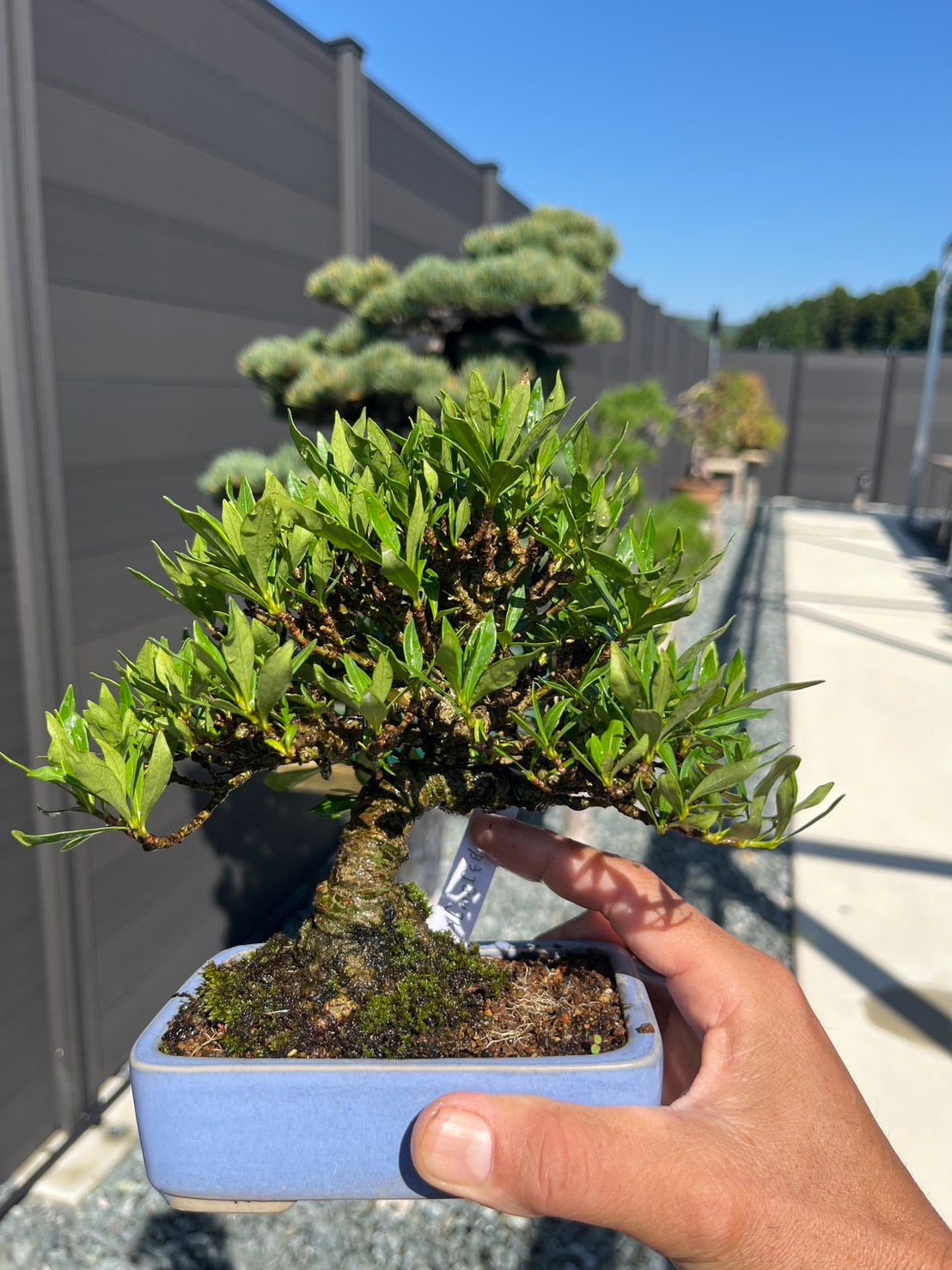 日本“清譽”梔子花｜PLAN+T 日本盆景實物照片