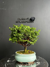 Load an image into the library viewer Japan🇯🇵Tsuyama Hinoki Chamaecyparis Obtusa (video included)
