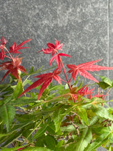 將圖片載入圖庫檢視器 日本🇯🇵紅葉 出猩々 岀猩猩Deshojo
