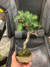 將圖片載入圖庫檢視器 預訂日本🇯🇵杜松Juniperus Rigida (附上影片)
