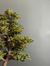 將圖片載入圖庫檢視器 日本🇯🇵津山檜Hinoki Chamaecyparis Obtusa ヒノキ (附上影片)
