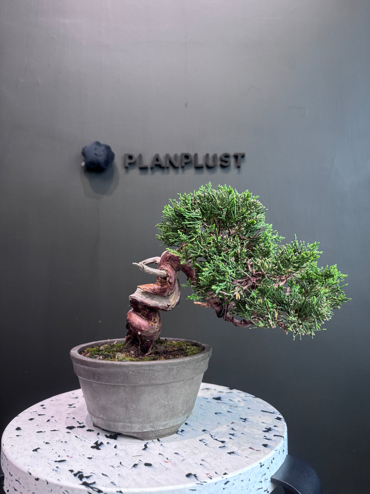 日本糸魚川真柏盆景 高25cm 樹齡約20年 實拍3 - PLAN+T