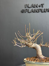 將圖片載入圖庫檢視器 日本🇯🇵もみじ紅葉 桂 Acer Palmatum (附上影片)
