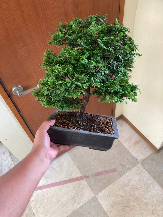 預購日本🇯🇵津山檜Chamaecyparis obtusa (附上影片)