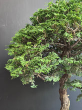 將圖片載入圖庫檢視器 日本🇯🇵津山檜Hinoki Chamaecyparis Obtusa ヒノキ (附上影片)
