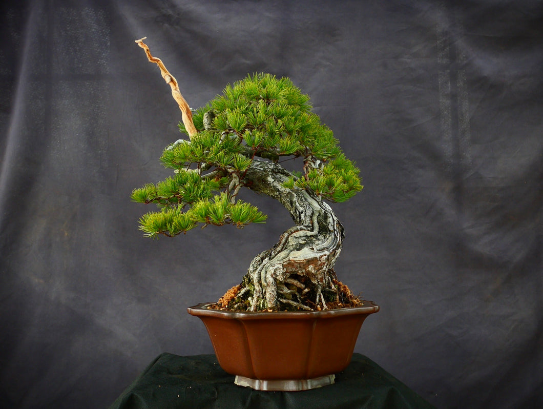 預訂日本🇯🇵山採太幹 五葉松 Japanese yamadori white pine(附上影片) 樹齡90年