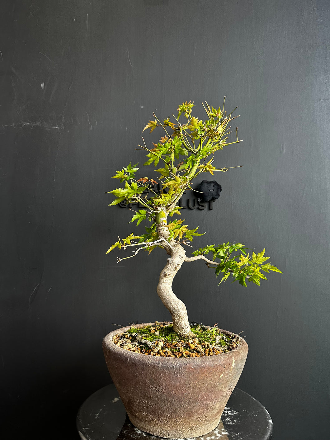 日本🇯🇵楓葉 紅葉 もみじAcer palmatum (附上影片)