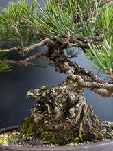 Load image into Gallery viewer, Japan🇯🇵Yamadori Black Pine (video attached)
