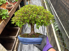 將圖片載入圖庫檢視器 預訂日本🇯🇵逸品 欅樹Keyaki Zelkova Serrata
