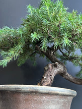 將圖片載入圖庫檢視器 日本🇯🇵杜松Juniperus Rigida (附上影片)
