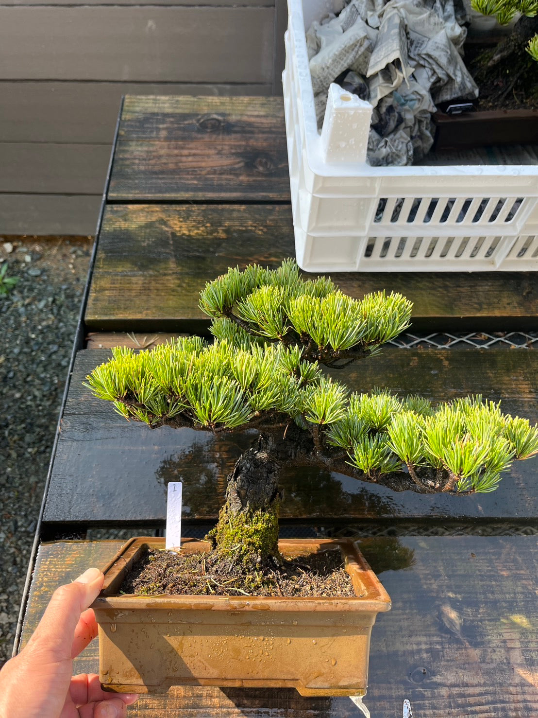 香港網上日本盆景專門店BONSAI PLAN+T 預購日本五葉松盆栽