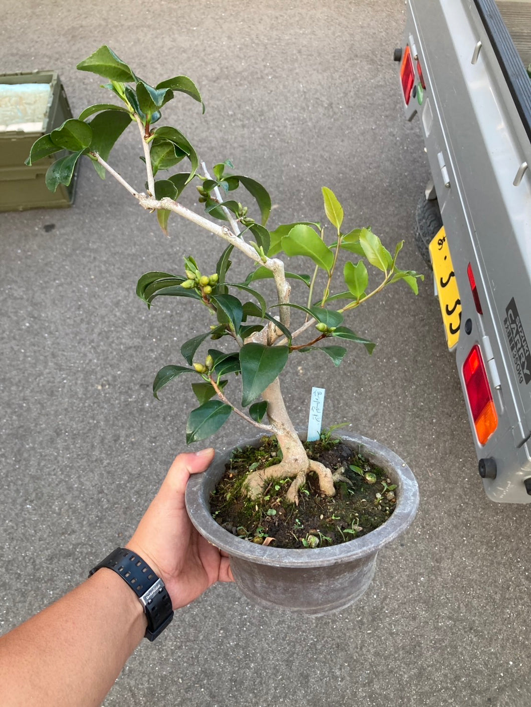 預購日本🇯🇵山茶花 椿 伊予侘芯 Camellia Sasanqua (附上影片)