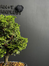 將圖片載入圖庫檢視器 日本🇯🇵津山檜Hinoki Chamaecyparis Obtusa(附上影片)

