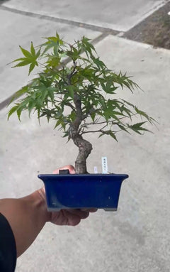 預購日本🇯🇵もみじ紅葉 Acer Palmatum (附上影片)