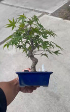 將圖片載入圖庫檢視器 預購日本🇯🇵もみじ紅葉 Acer Palmatum (附上影片)
