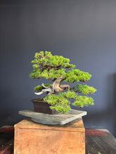 Load images into the gallery viewer Pre-order Japan🇯🇵Japanese Itoigawa Shimpaku (with video)
