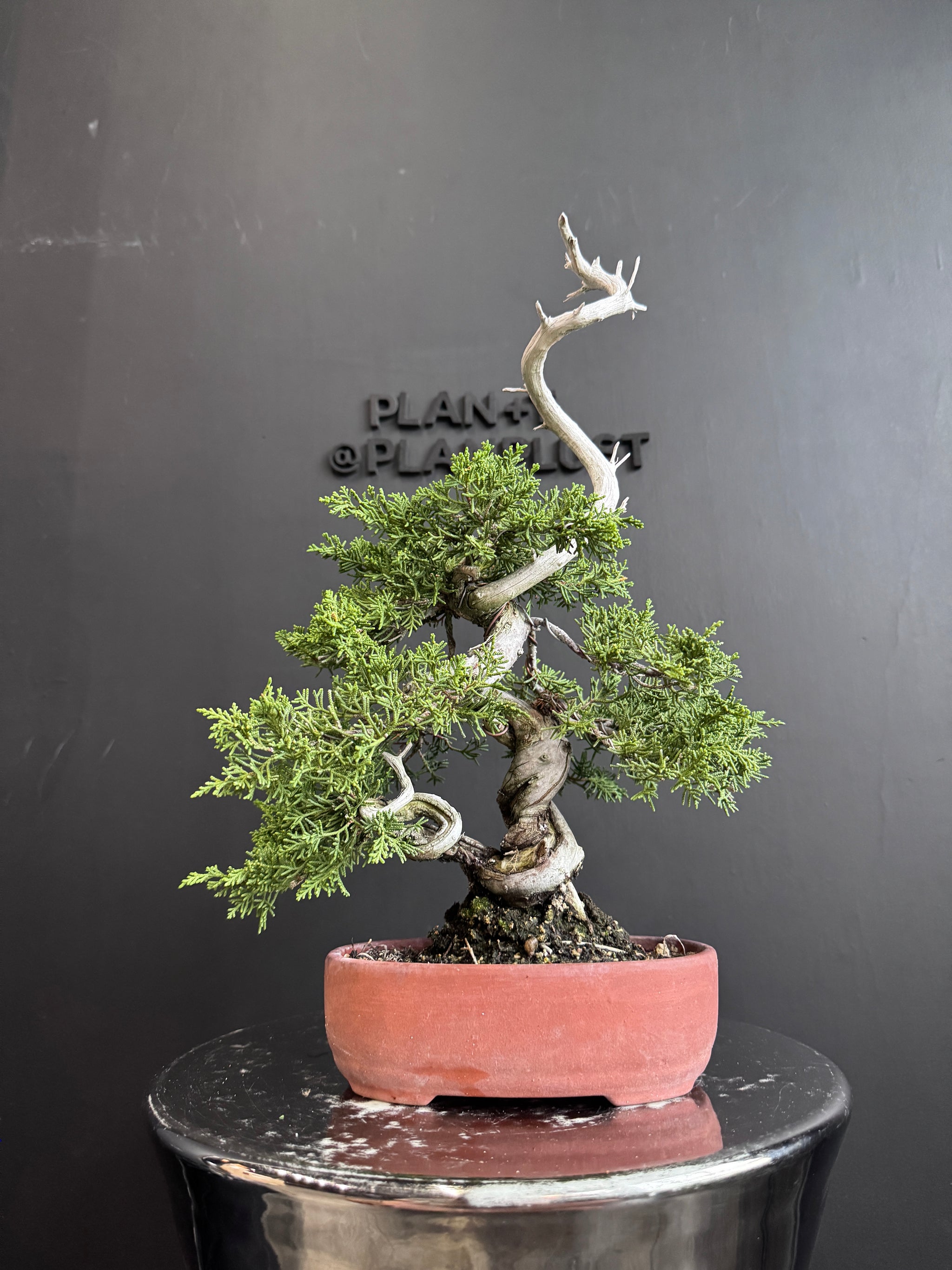 日本🇯🇵糸魚川真柏Japanese Itoigawa Shimpaku (附上影片) – BONSAI