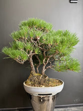 將圖片載入圖庫檢視器 日本🇯🇵黑松 Japanese Black Pine (附上影片)
