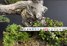Load images into the gallery viewer Pre-order Japan🇯🇵Japanese White Pine (picked from the mountains) (video attached)

