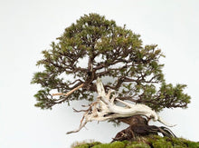 Load image into Gallery viewer, 預購日本🇯🇵山採杜松 伊達譽 Juniperus rigida (附上影片)
