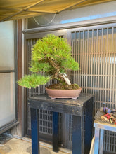 將圖片載入圖庫檢視器 預購日本🇯🇵山採黑松 YAMADORI Black Pine (附上影片)
