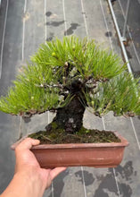 將圖片載入圖庫檢視器 預購日本🇯🇵黑松 Black Pine (附上影片)
