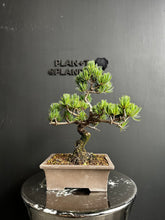 Load an image into the library viewer Japan🇯🇵Japanese White Pine (video included)
