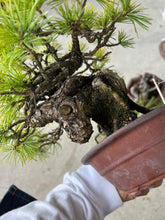 將圖片載入圖庫檢視器 預訂日本🇯🇵五葉松 Japanese white pine (附上影片)

