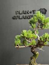 Load an image into the library viewer Japan🇯🇵Japanese White Pine (video included)
