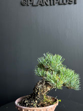Load image into Gallery viewer, 日本🇯🇵矮霸五葉松 Japanese white pine (附上影片)
