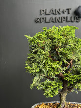 將圖片載入圖庫檢視器 日本🇯🇵津山檜Hinoki Chamaecyparis Obtusa(附上影片)
