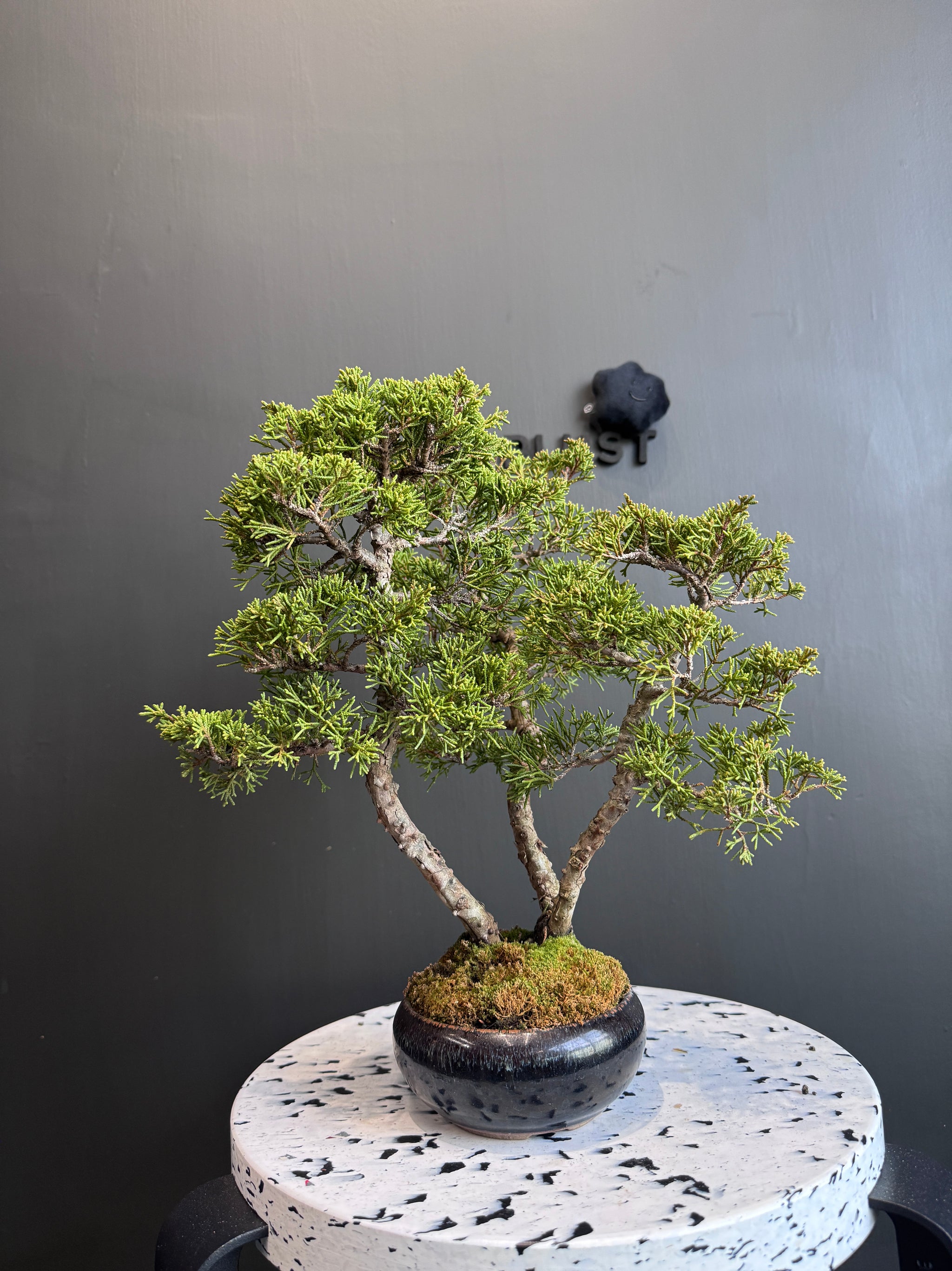 日本🇯🇵糸魚川真柏Japanese Itoigawa Shimpaku (附上影片) – BONSAI