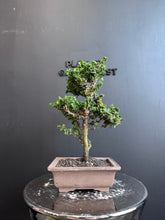 將圖片載入圖庫檢視器 日本🇯🇵石化檜Sekka Hinoki Cypress セッカヒノキ (附上影片)
