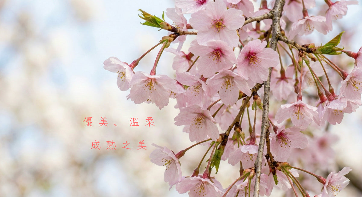 Japanese Weeping Cherry Blossom