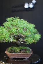 將圖片載入圖庫檢視器 日本🇯🇵五葉松 Japanese White Pine (附上影片)

