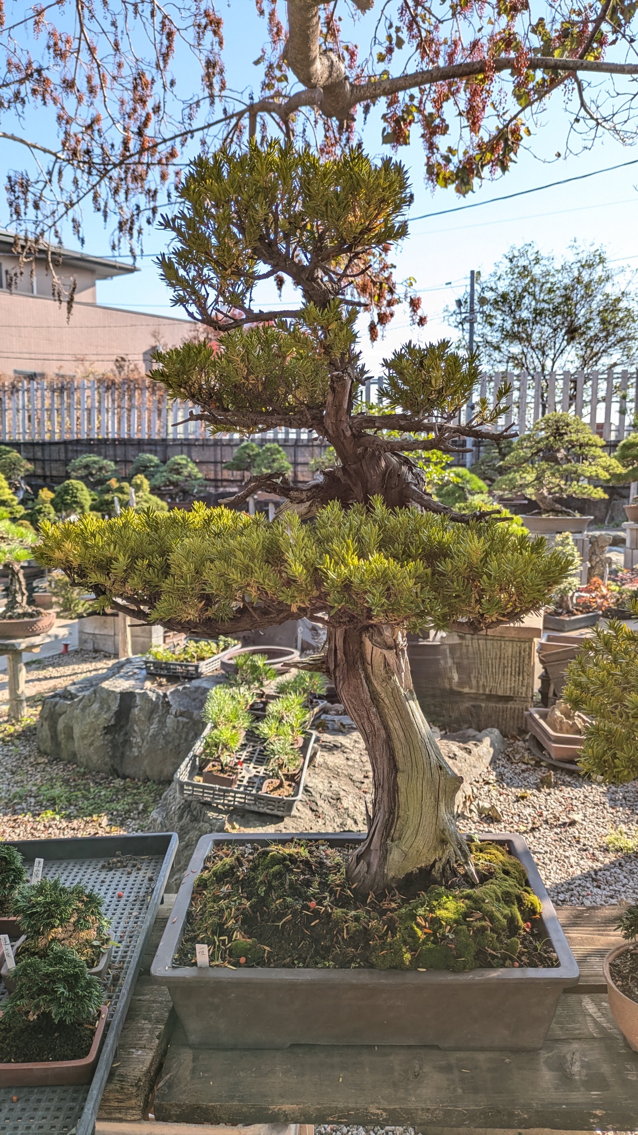 香港網上日本盆景專門店BONSAI PLAN+T 預購日本五葉松盆栽