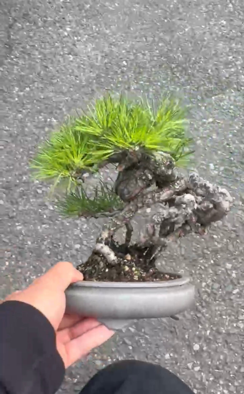 日本逸品黑松