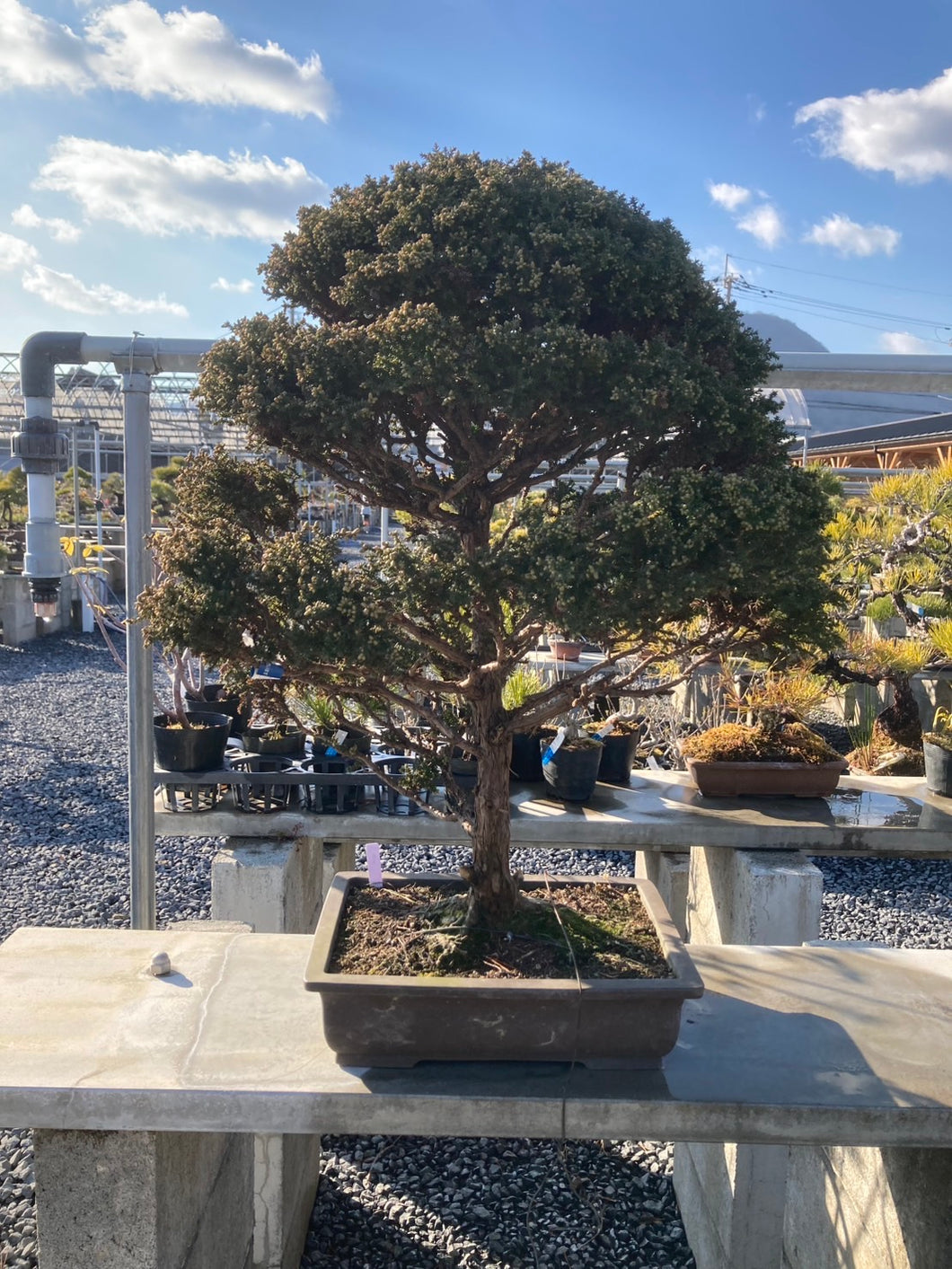 預購日本🇯🇵八房杉Cryptomeria japonica (附上影片)