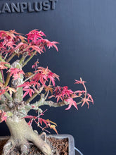 將圖片載入圖庫檢視器 日本🇯🇵紅葉 出猩々 岀猩猩Deshojo (附上影片)
