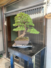 將圖片載入圖庫檢視器 預購日本🇯🇵五葉松 Yamadori Japanese White Pine (附上影片)
