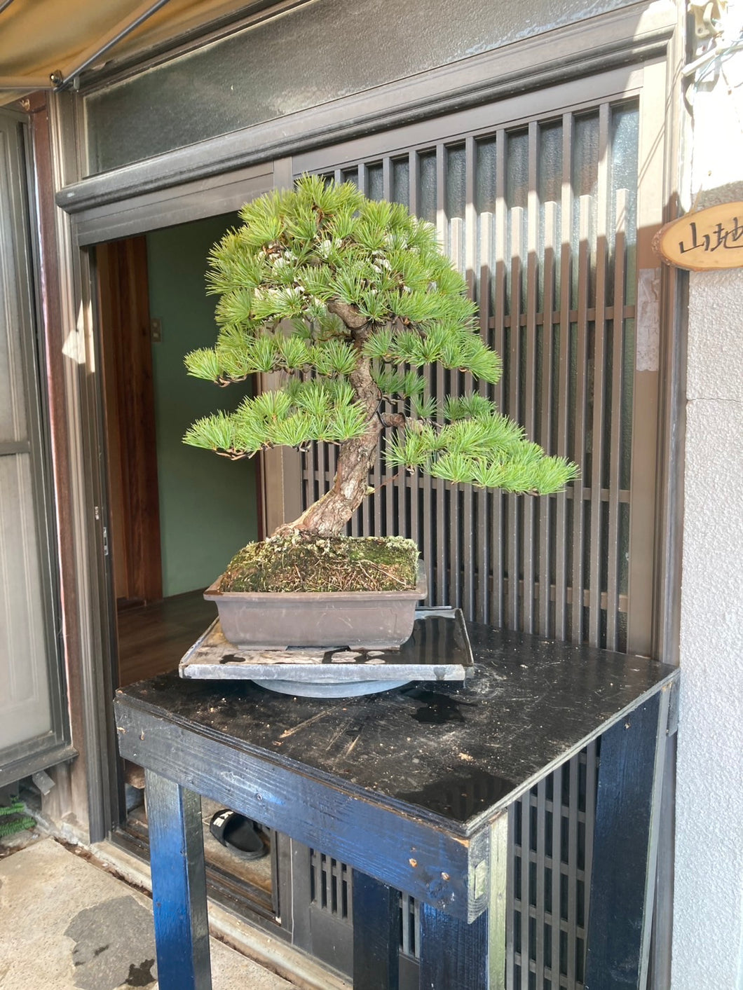 預購日本🇯🇵五葉松 Yamadori Japanese White Pine (附上影片)