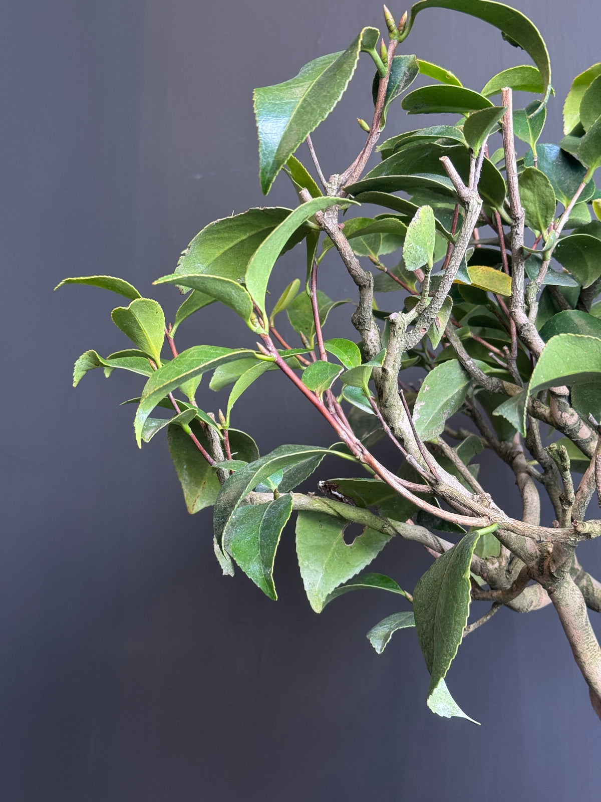 日本🇯🇵山茶花 茶梅 岀雲大社Camellia Sasanqua (附上影片)