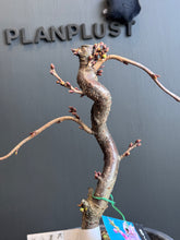 將圖片載入圖庫檢視器 日本🇯🇵八重の輝き🌸 Yaezakura Sakura(附上影片)
