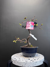 將圖片載入圖庫檢視器 日本🇯🇵河津櫻Kawazu Sakura (附上影片)
