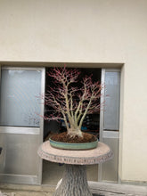 Load images into the gallery viewer Pre-order Japan🇯🇵Taigan Acer Palmatum (with video)
