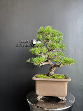 將圖片載入圖庫檢視器 日本🇯🇵五葉松 Japanese White Pine (附上影片)
